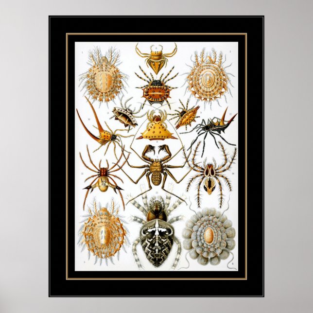 Poster Vintage Artist Ernst Haeckel Arachnida (Front)