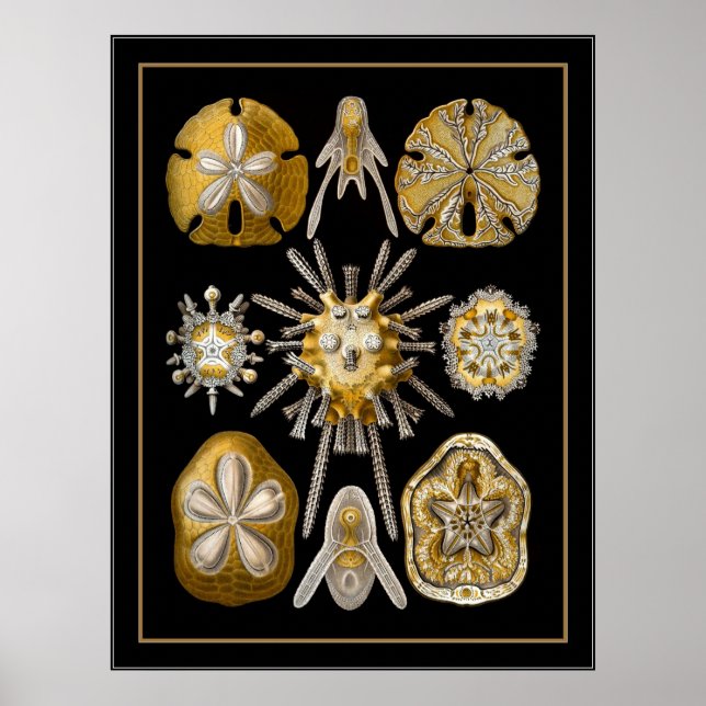 Poster Vintage Artist Ernst Haeckel Echinoidea (Front)