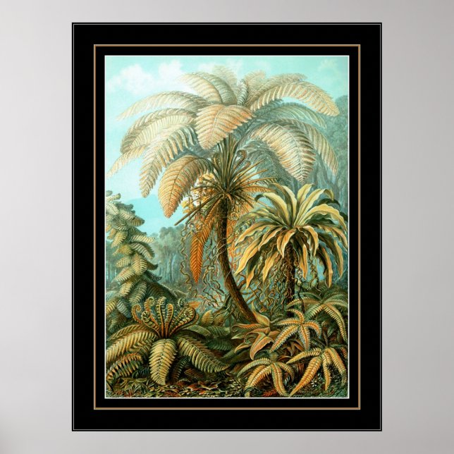 Poster Vintage Artist Ernst Haeckel Filicinae (Front)