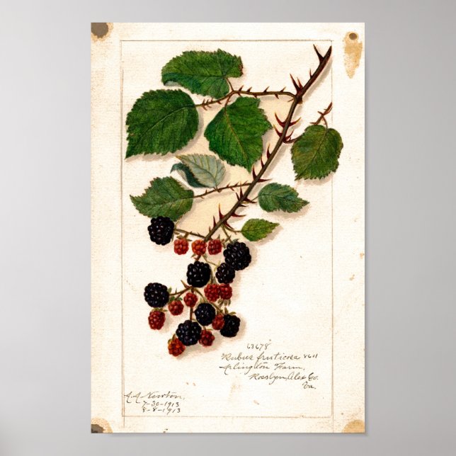 Poster - Vintage Blackberries (Front)