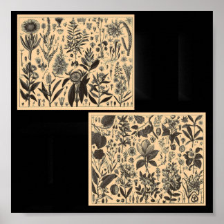 Poster-Vintage Botanical Illustrations Poster