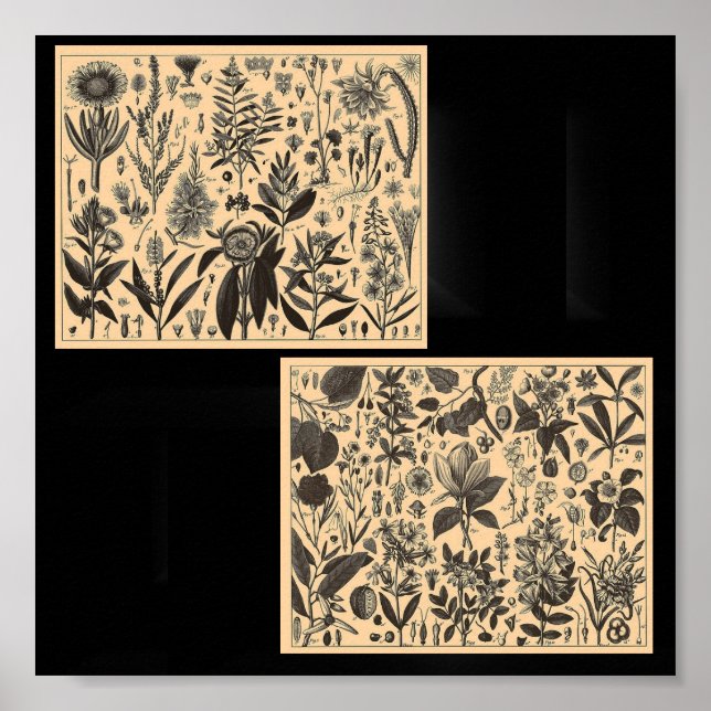 Poster-Vintage Botanical Illustrations Poster (Front)