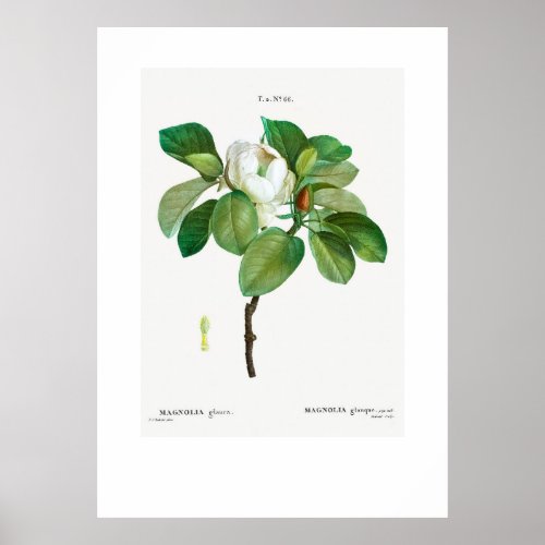 POSTER  VINTAGE BOTANICAL MAGNOLIA REDOUT 