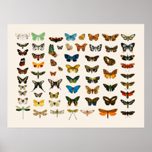 POSTER : VINTAGE BUTTERFLY CHART