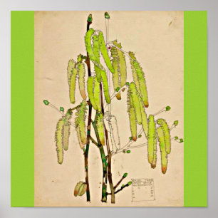 Poster-Vintage-Charles Rennie Mackintosh 13 Poster