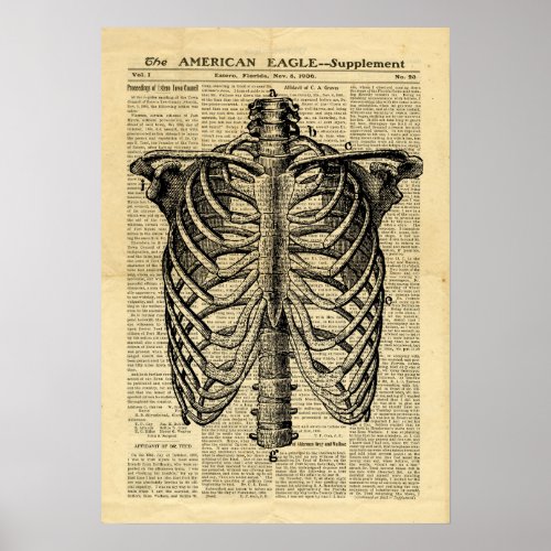 Poster vintage Human Skeleton Thorax on newspaper