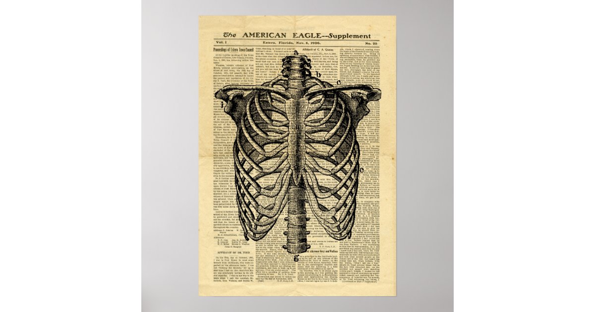 Skeleton Rib Cage - Skeleton Rib - Posters and Art Prints