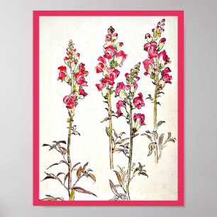 Poster-Vintage Illustration-Beatrix Potter 7 Poster