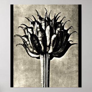Poster-Vintage Photography-Karl Blossfeldt 18 Poster