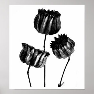 Poster-Vintage Photography-Karl Blossfeldt 23 Poster