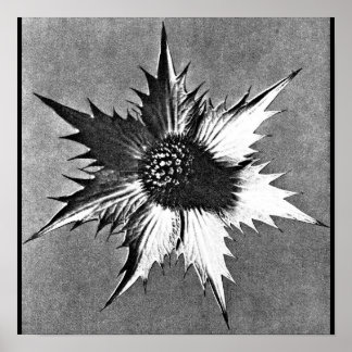 Poster-Vintage Photography-Karl Blossfeldt 27 Poster