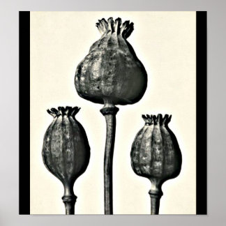 Poster-Vintage Photography-Karl Blossfeldt 2 Poster