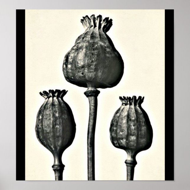 Poster-Vintage Photography-Karl Blossfeldt 2 Poster (Front)