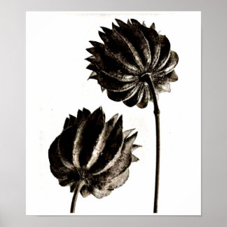 Poster-Vintage Photography-Karl Blossfeldt 38 Poster