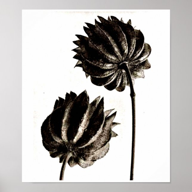 Poster-Vintage Photography-Karl Blossfeldt 38 Poster (Front)