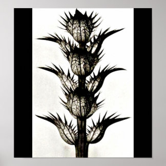 Poster-Vintage Photography-Karl Blossfeldt 39 Poster