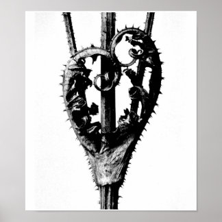 Poster-Vintage Photography-Karl Blossfeldt 46 Poster