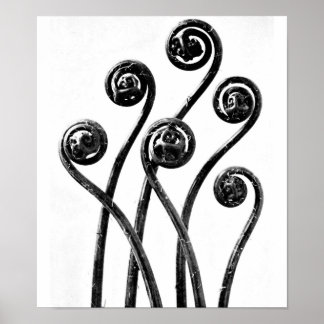 Poster-Vintage Photography-Karl Blossfeldt 8 Poster