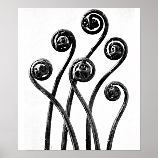 Poster-Vintage Photography-Karl Blossfeldt 8 Poster (Front)