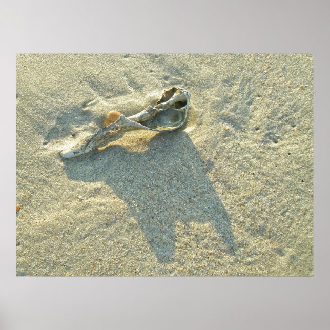 Poster Wave-Washed Shell (Front)