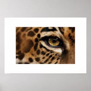 Poster-Wild Cat Poster