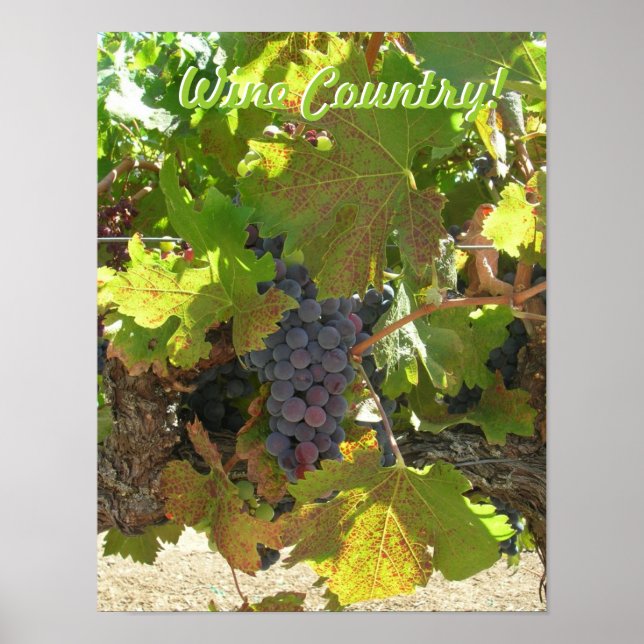 Poster - Wine Country (Front)