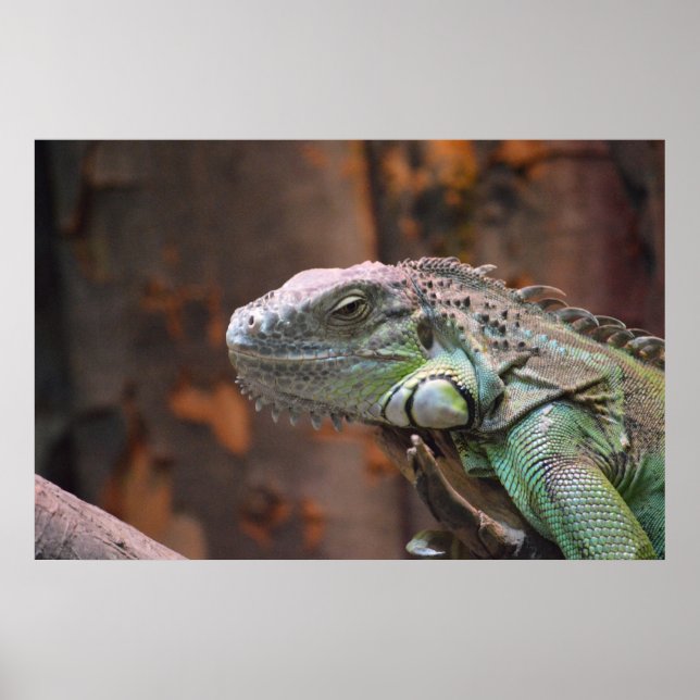 Poster with colorful Iguana lizard (Front)