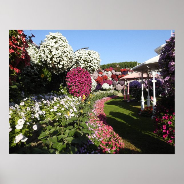 Poster with colorful petunias (Front)