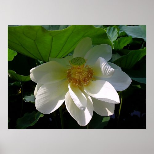 Poster with delicate white Lotus Flower