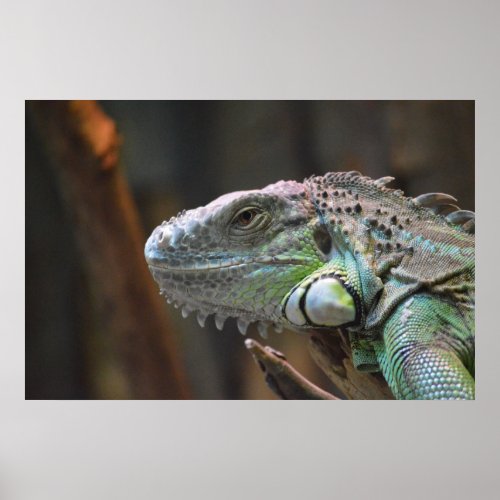 Poster with head of colorful Iguana lizard