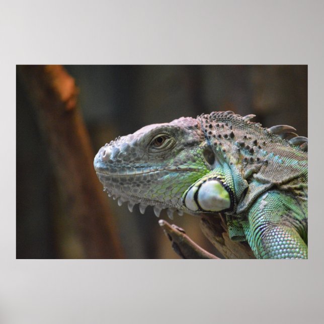 Poster with head of colorful Iguana lizard (Front)