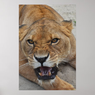 Poster with roar lion portrait