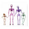 POSTER - X-RAY SKELETON FAMILY WHITE ORIGINAL