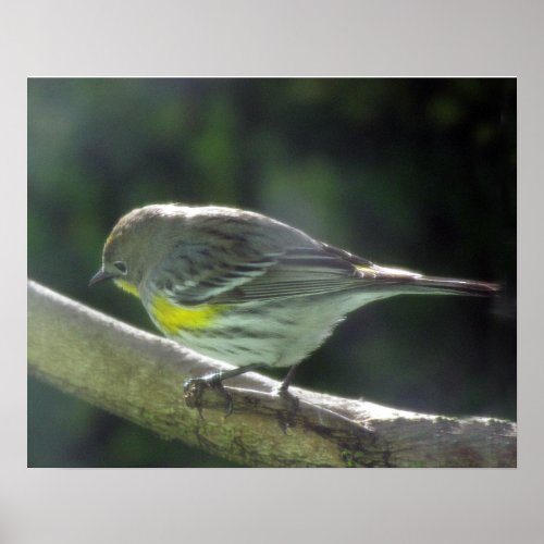 Poster _ Yellow Breasted Sparrow on Branch