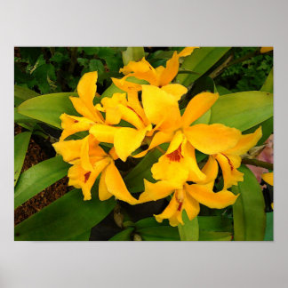 Poster: Yellow Orchid Group Poster