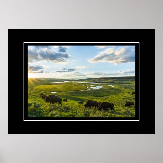 Poster Yellowstone Buffalo (Front)