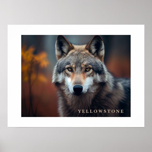 Poster Yellowstone Wolf