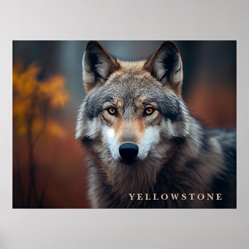 Poster Yellowstone Wolf