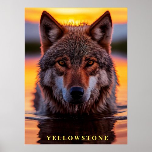 Poster Yellowstone Wolf