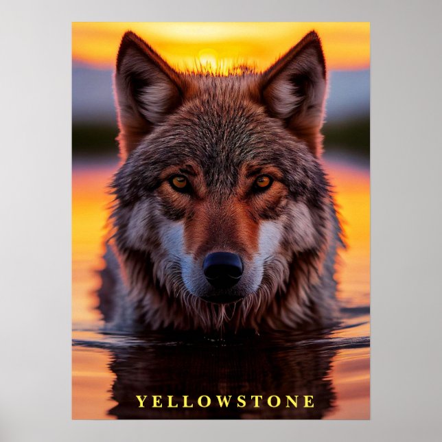Poster Yellowstone Wolf (Front)