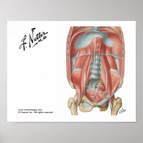 Posterior Abdominal Wall Poster