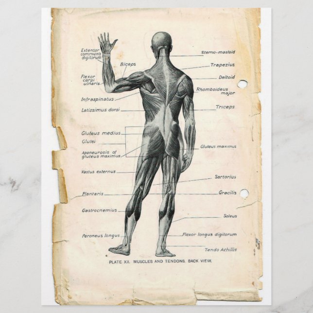 Posterior Muscles Flyer (Front)