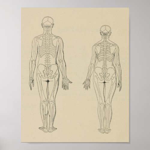 Posterior View Human Skeleton Male Female Print