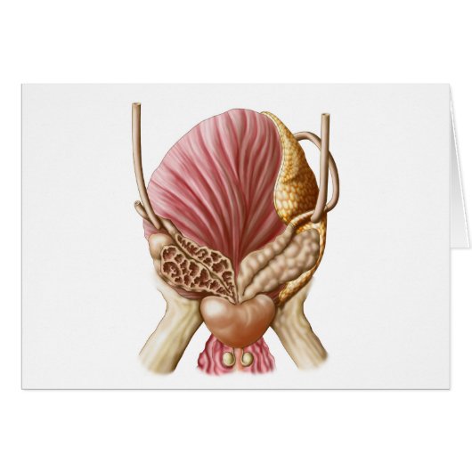 Posterior View Of Urinary Bladder Cards (Front Horizontal)
