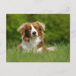 Postkarte / Hunde Border Collie Portrait Postcard