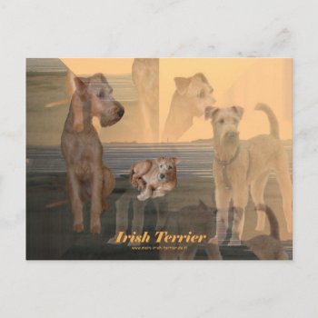 Postkarte "irish Terrier" Postcard by mein_irish_terrier at Zazzle