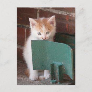 Postkarte "junge Katze" Postcard by mein_irish_terrier at Zazzle