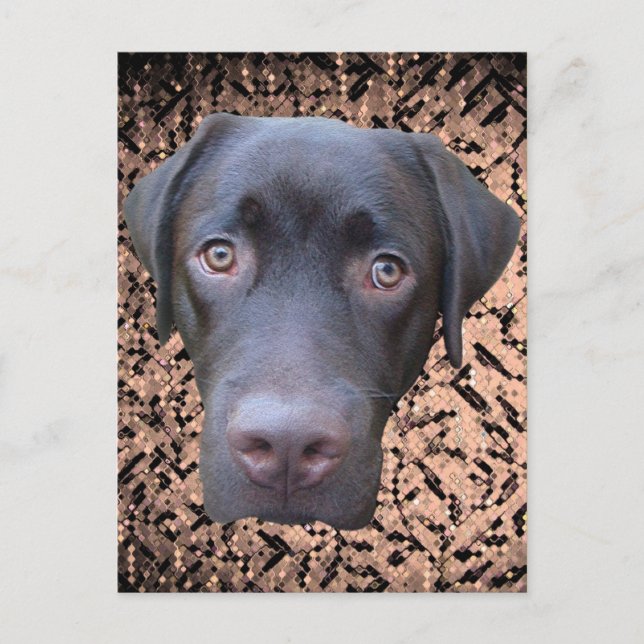 Postkarte Labrador Jimmy Postcard (Front)