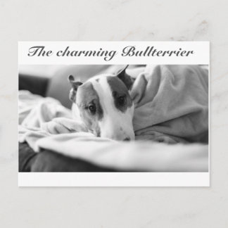 Postkarte mit Bullterriermotiv Postcard