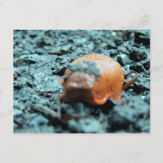 Postkarte - Nacktschnecke II Postcard (Front)